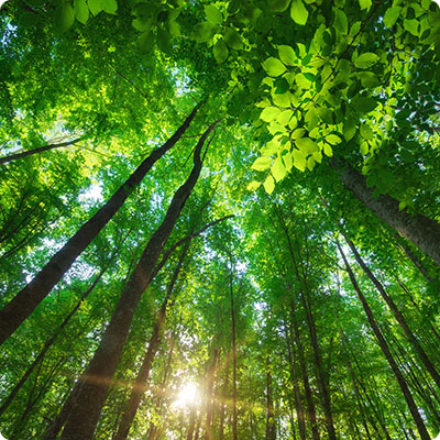 Nature (Biodiversity / Fauna & Flora)