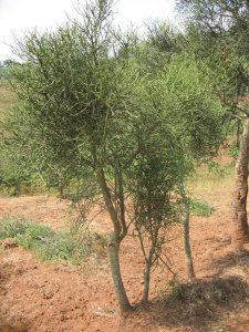 Un euphorbe, arbuste typique des plateaux, Rusi (Karuzi).