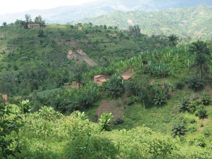 Collines cultivées du Burundi central.