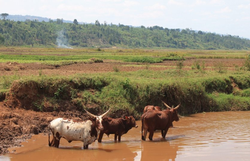 Les vaches, richesse sociale du Burundi rural.