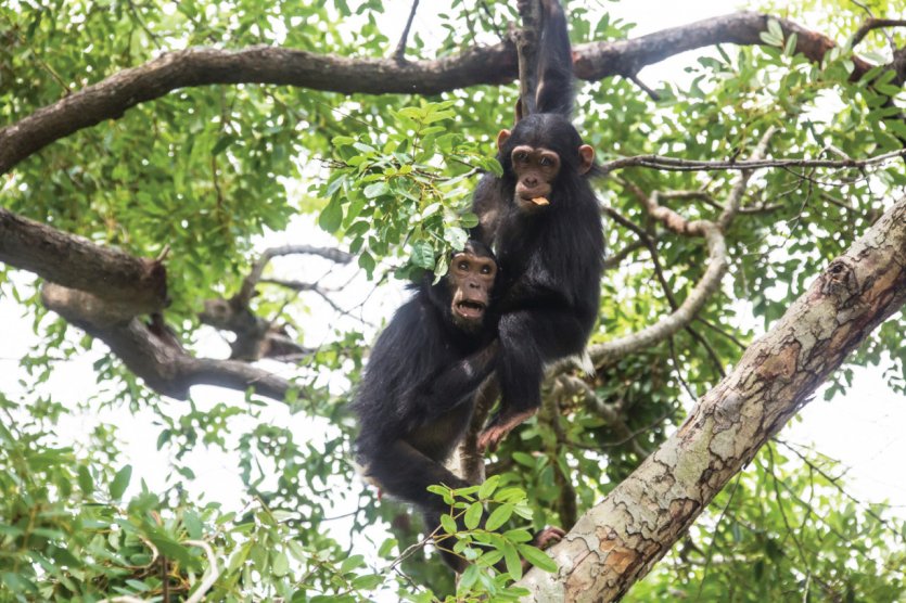Chimpanzés du Parc National de Gombe.
