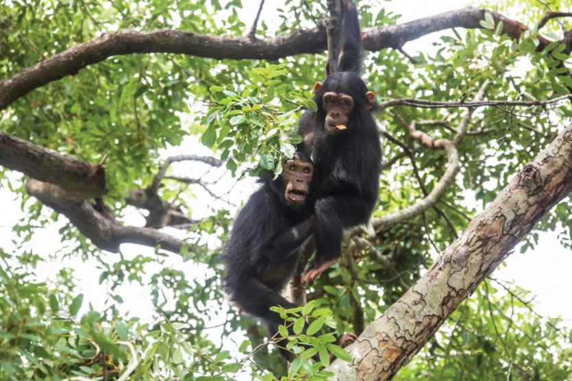 Chimpanzés du Parc National de Gombe.