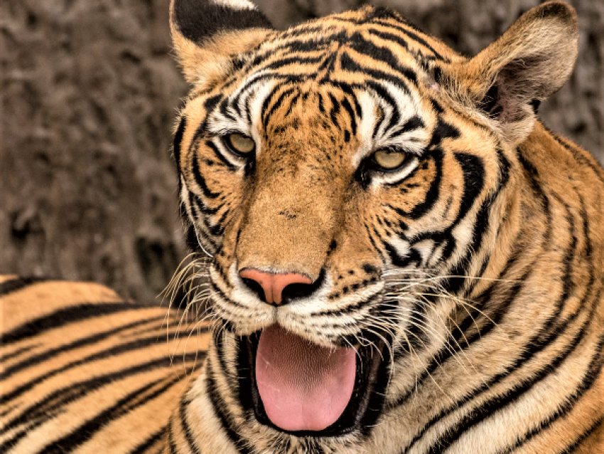 The Bengal tiger