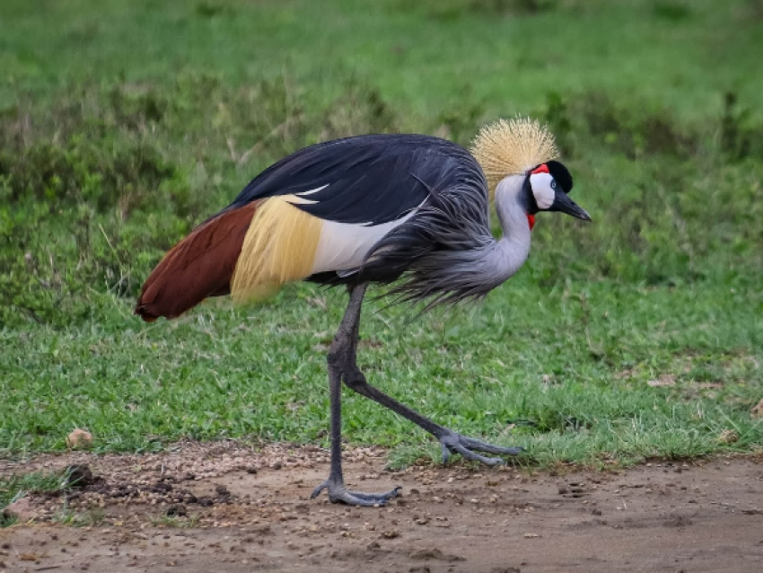 crane