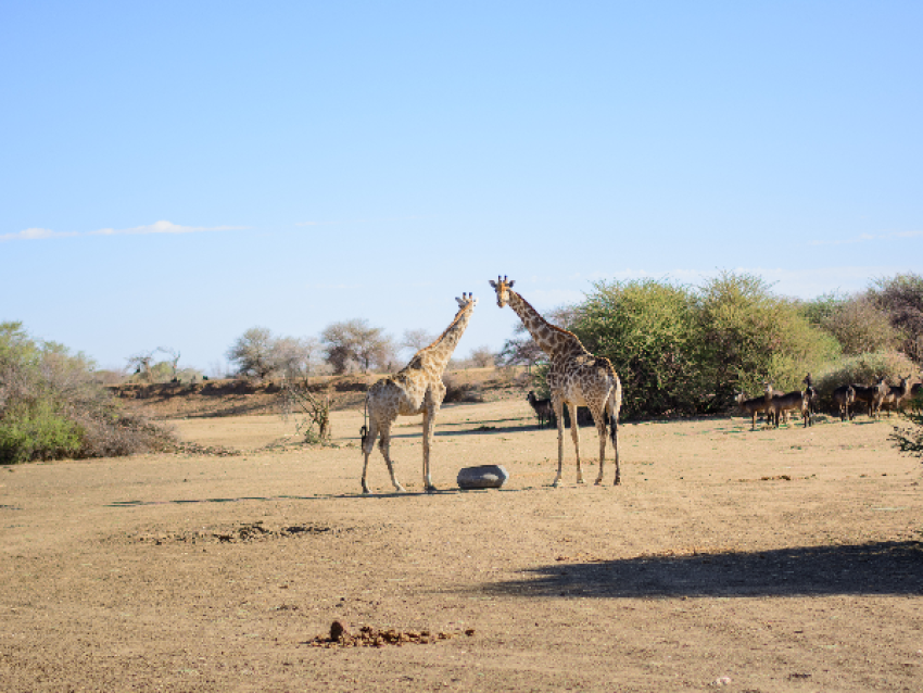 Wild Animals || Nganzi Tours