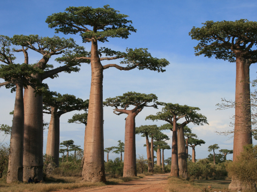 Giant Baobabs of the West Island