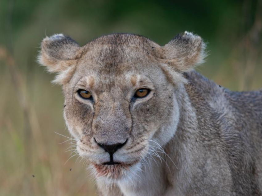Lion in the Serengeti