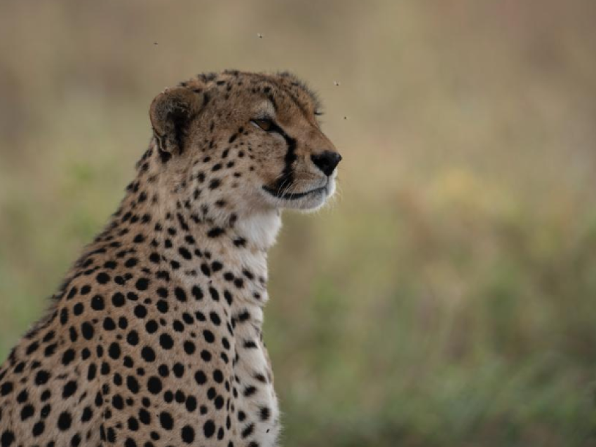 Cheetah in Tarangire