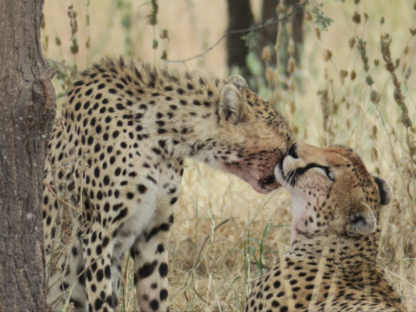 Cheetah