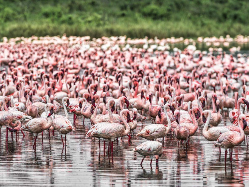 Flamingos
