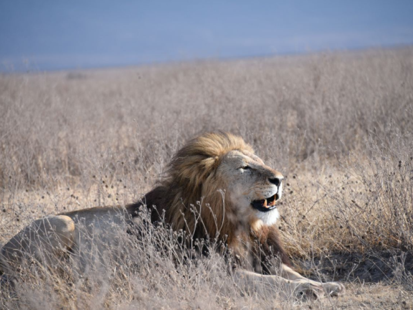 King lion