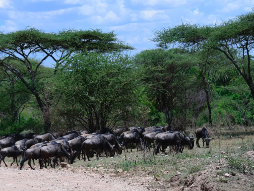 Wildebeest