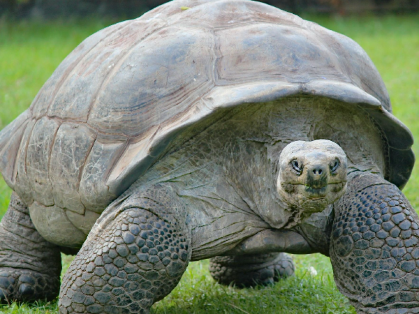 Tortoise