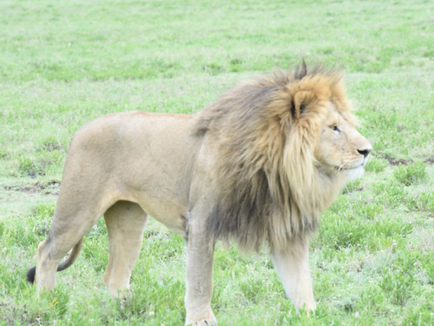 King lion