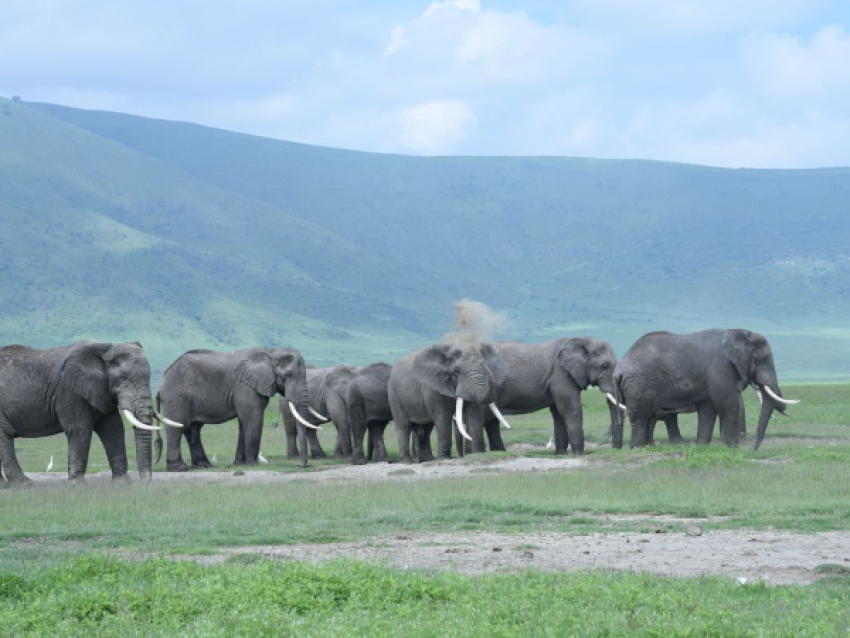 Giant Elephants