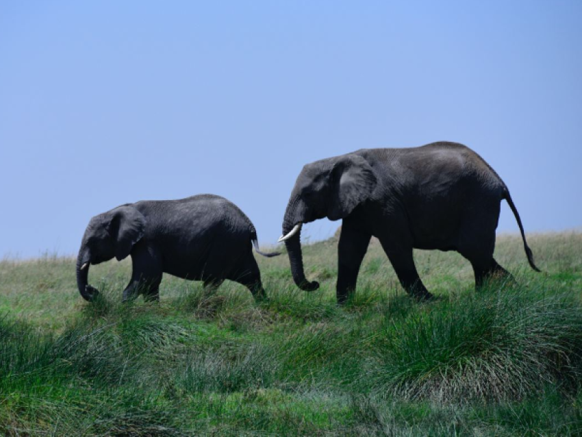 Elephants