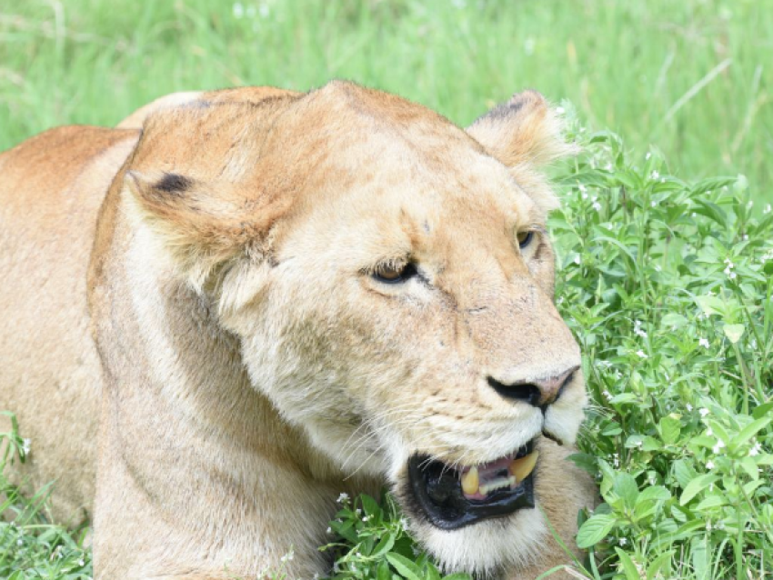 Queen lion