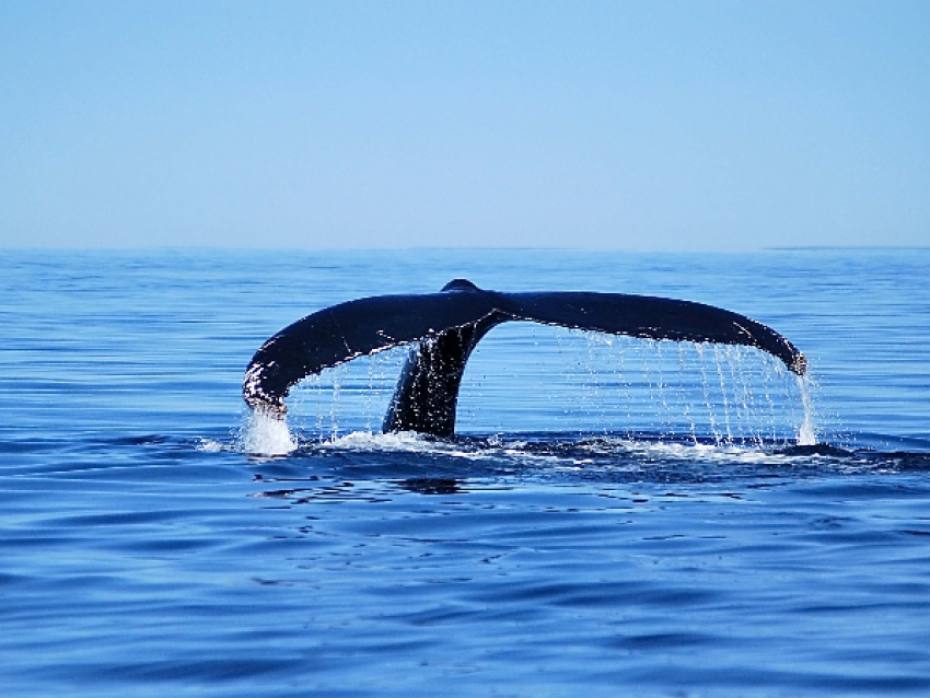Humpback whale jump