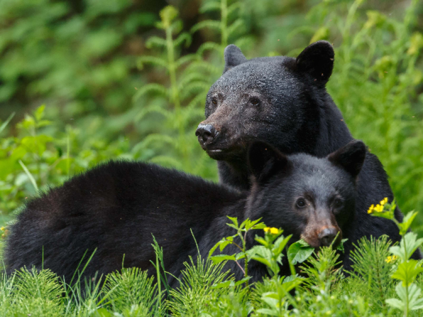 Bear safari in Charlevoix