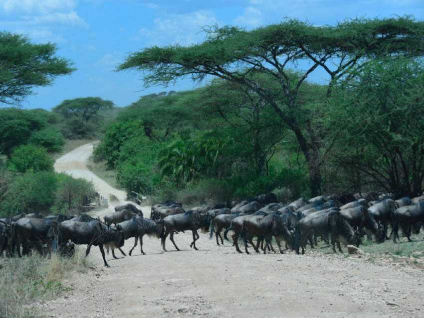 Wildebeest Migration