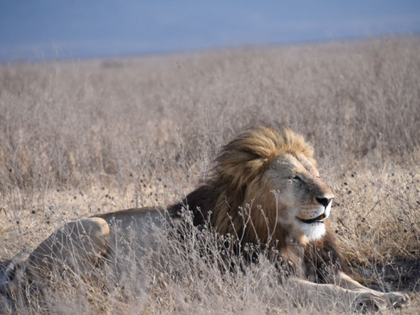 King Lion