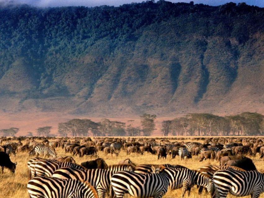 Zebra with wildebeests