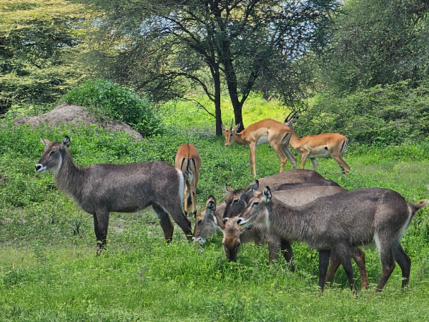 female waterbuck and impala