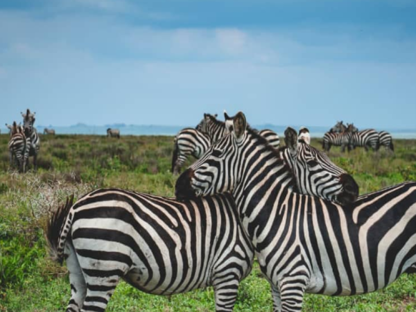Zebra