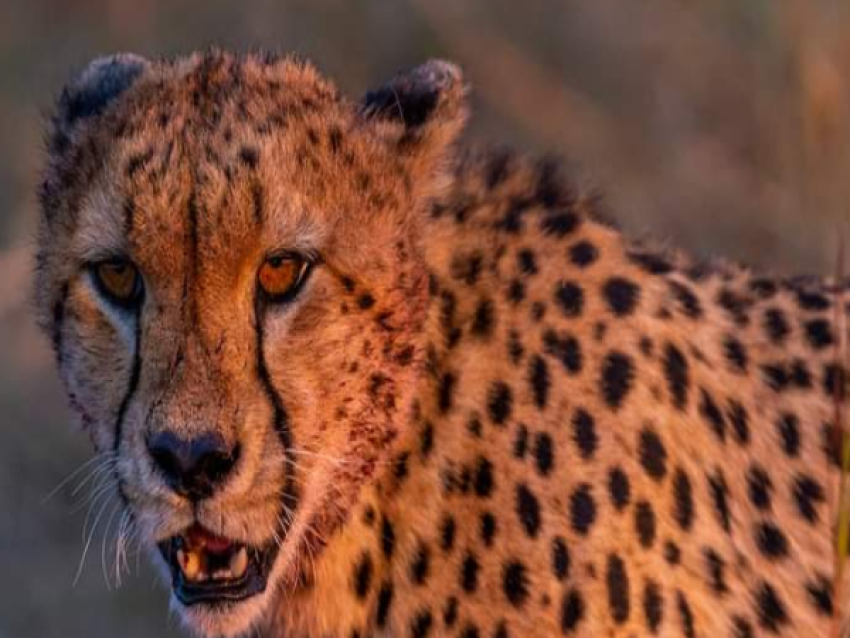 Cheetah
