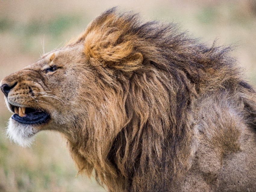 Lion