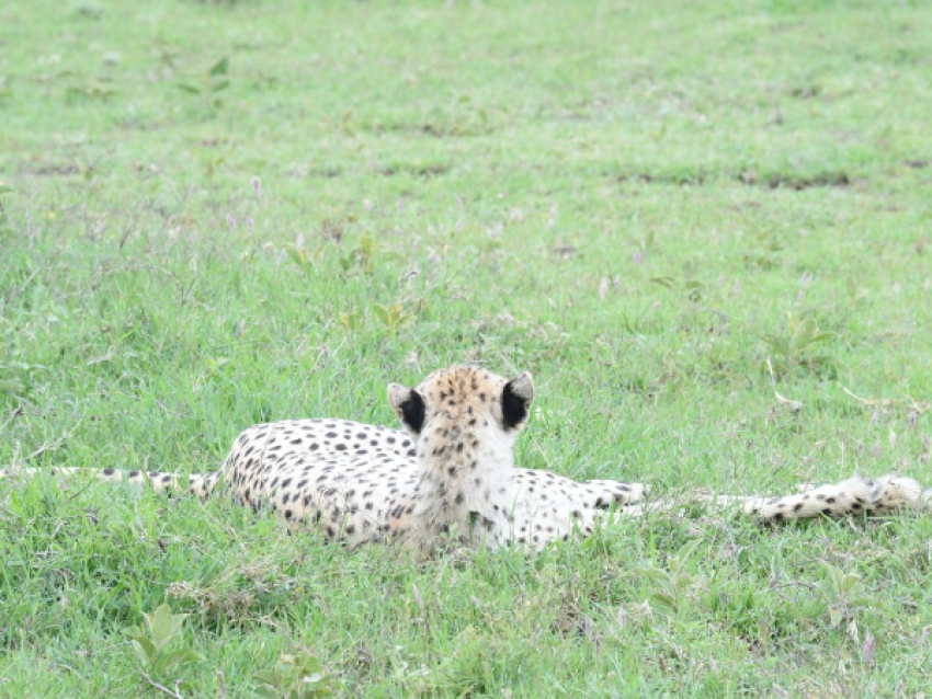 Cheetah laid.