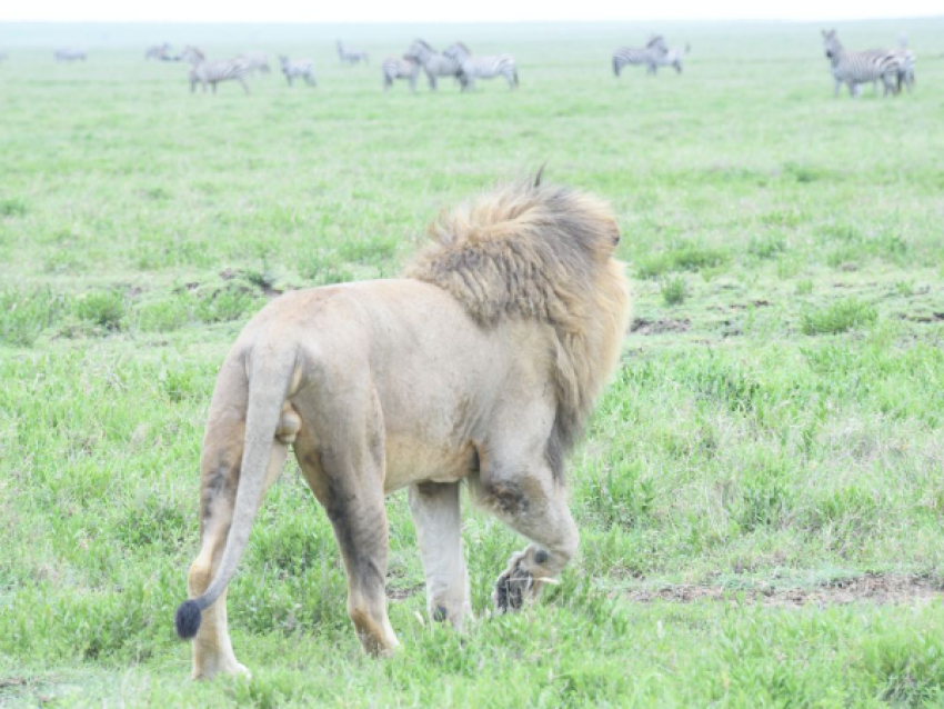 King Lion