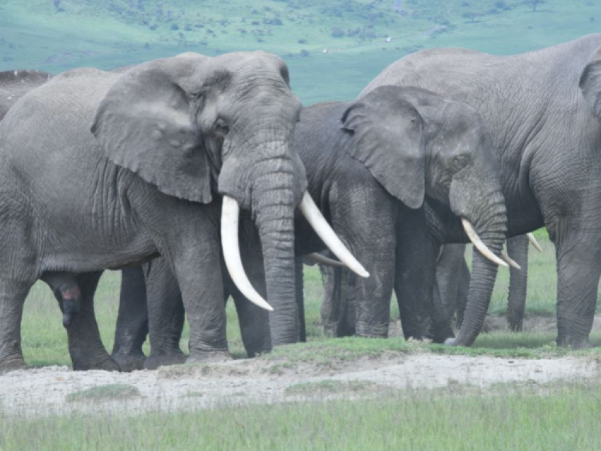 Giant Elephants