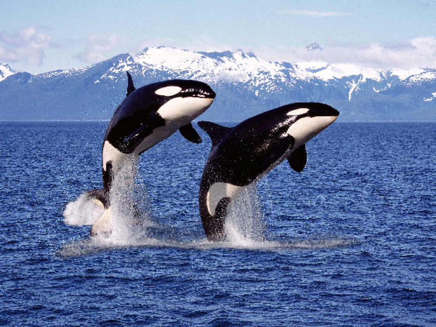Killer whale watching