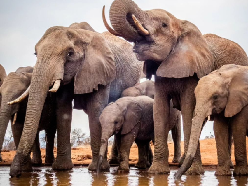 elephants at Lumo consernancy