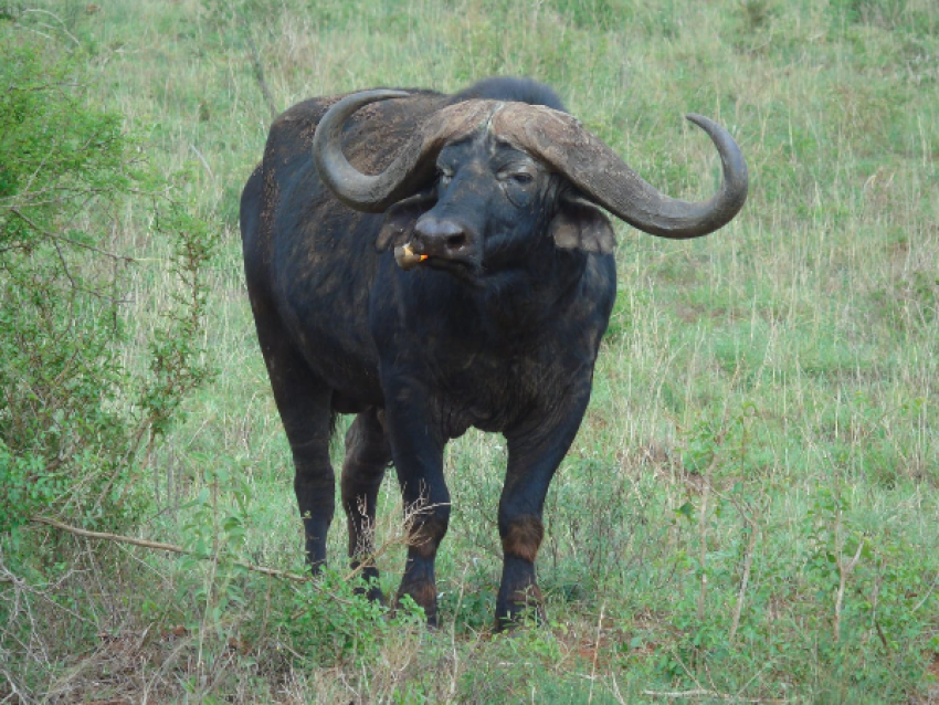 Buffalo at Lumo Conservancy