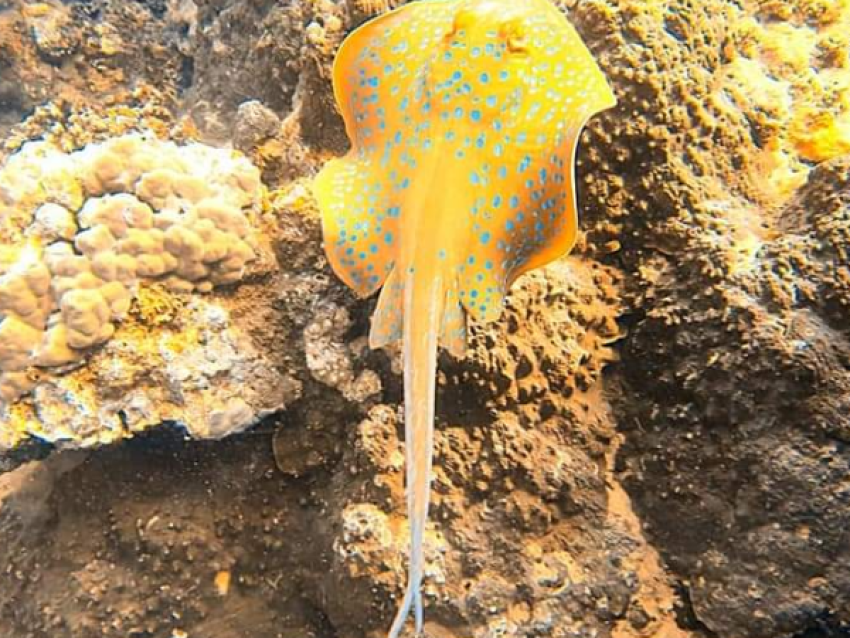 Stingray