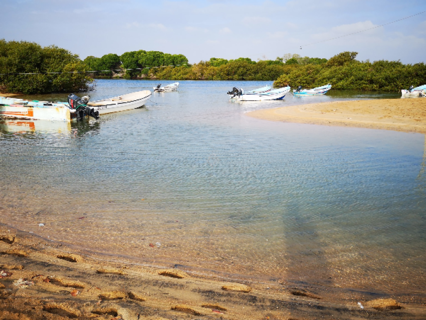 Mangrove the GODORIA