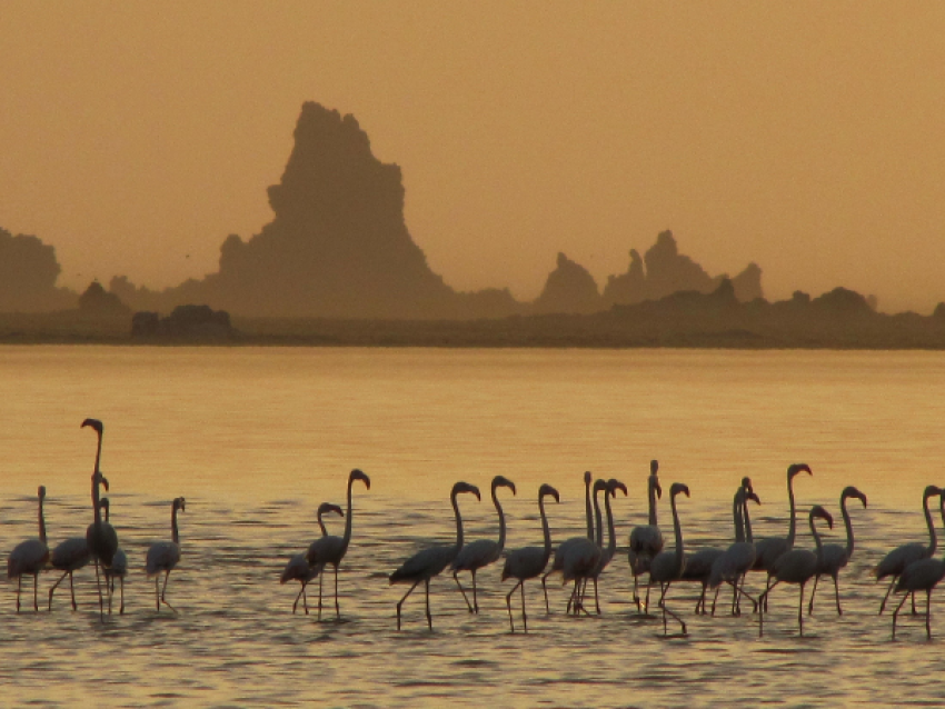 Flamingos at Lac Abbé