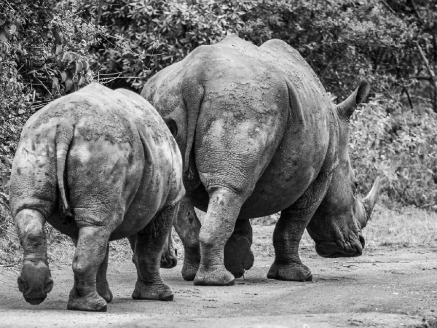 Ziwa Rhinos