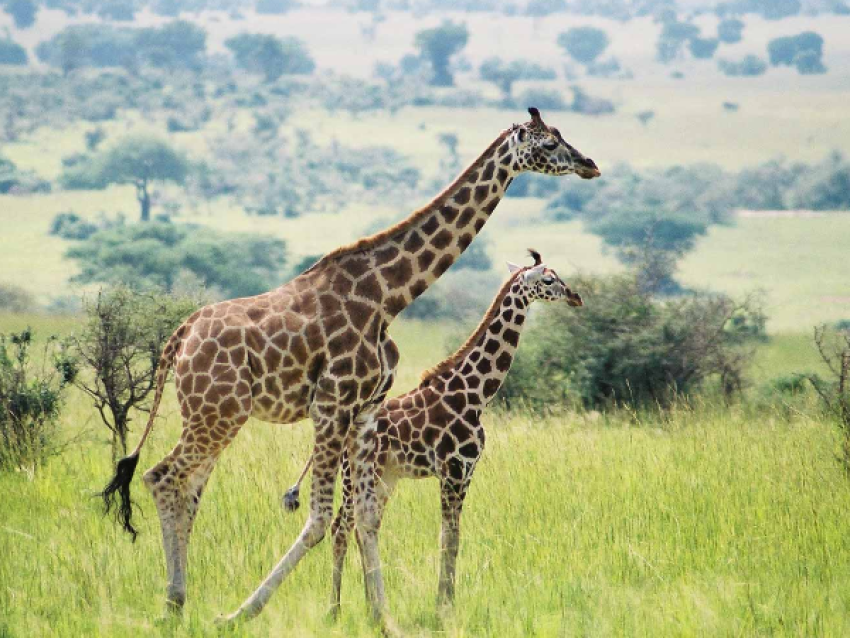 Murchison Falls National Park game drive