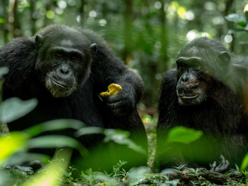 Chimpanzee observation in the Kibale forest