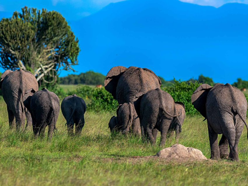 Wildlife viewing in Queen Elizabeth National Park