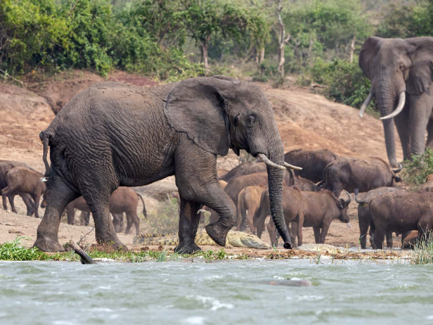 Wildlife viewing on a boat safari on the Kazinga Channel in Queen Elizabeth National Park