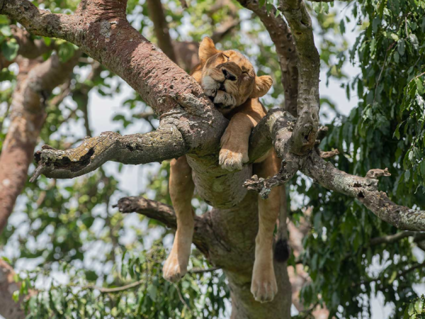 Watching tree lions in the Ishasha of Queen Elizabeth National Park
