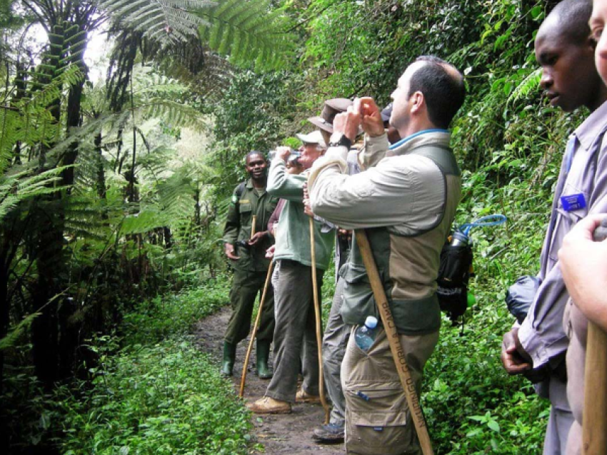 Nature walk in Bwindi. Walk in the forest of Bwindi