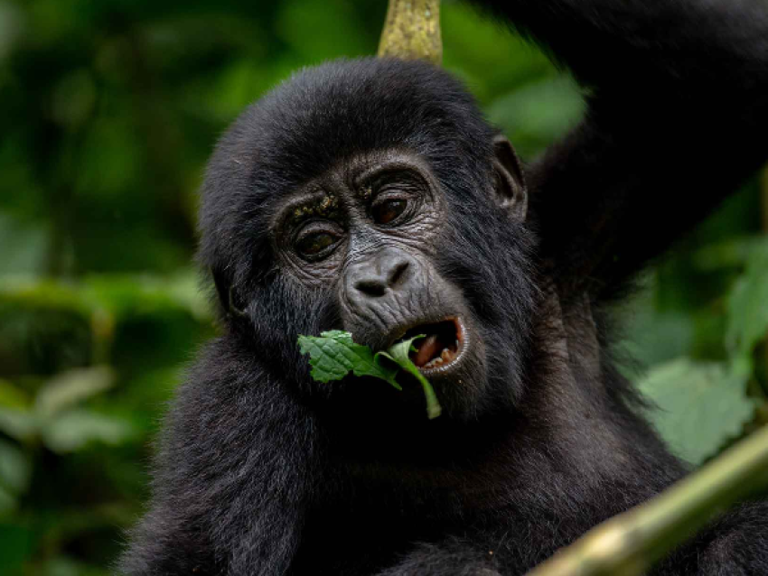 Baby gorilla in Bwindi
