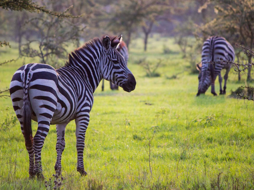 Lake Mburo National Park - Zebra