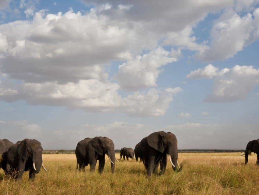 Tarangire Classic Safari