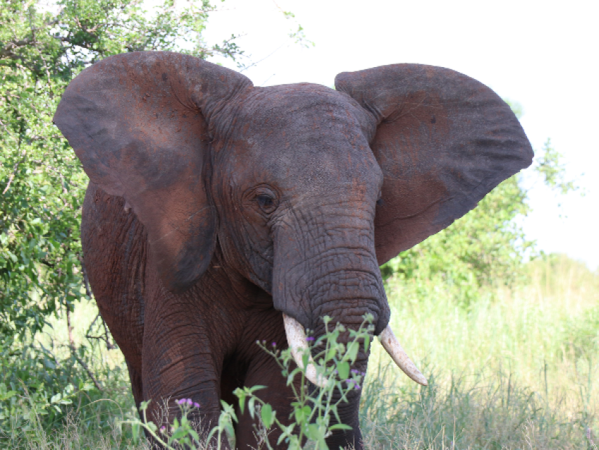 Ngorongoro Safaris